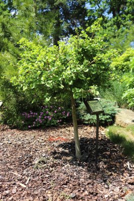 Ginkgo biloba 'Troll' - jinan dvoulaločný 'Troll' - celek